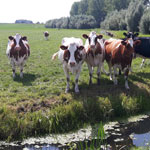 Dieren, Planten en Voeding opleidingen